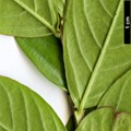 SpeciesSub: ’Fuchsia D’ete’